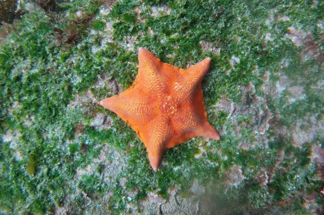 Estrellas de mar